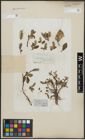 Foto von Salix arctica Pall.